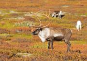 Rentier - Reindeer/Caribou  (Rangifer tarandus)
